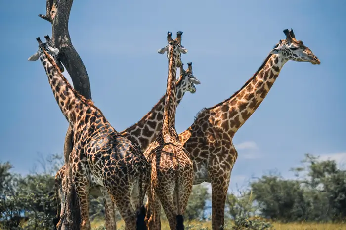 Arusha National Park