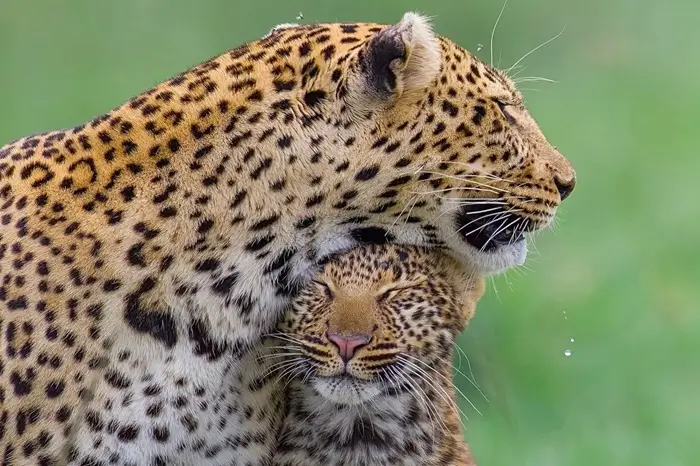 Big Five Luxury Safari