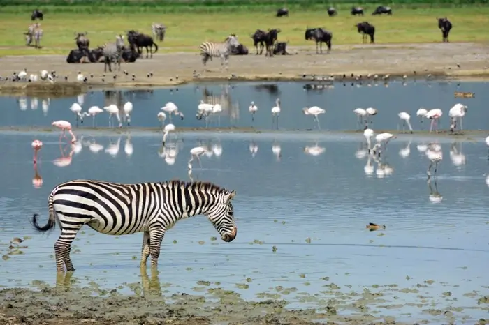 Classic Tanzania Safari