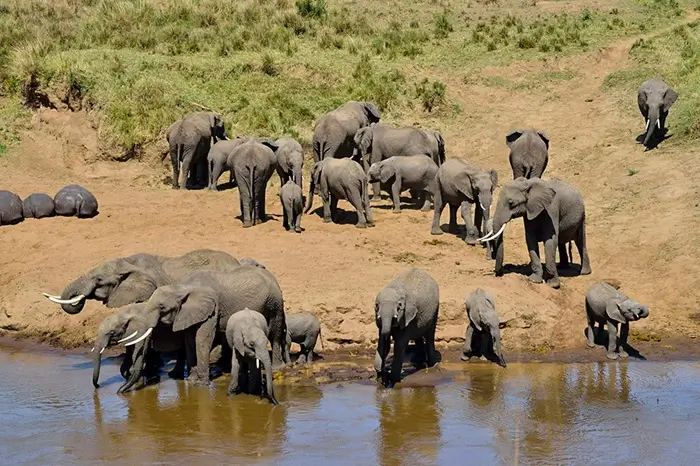 Elephant Safari Experience