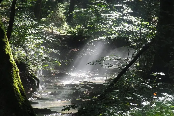 Forest Tour Walk