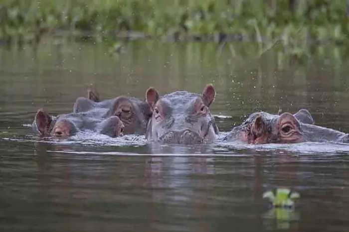 Lake Victoria & Serengeti Safari