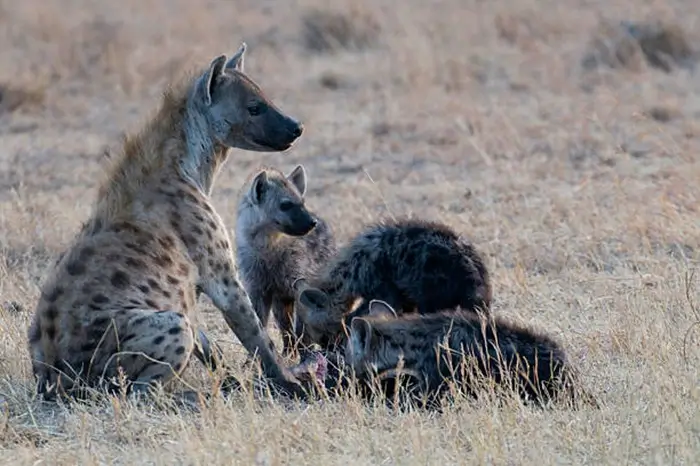 Ngorongoro Crater 1