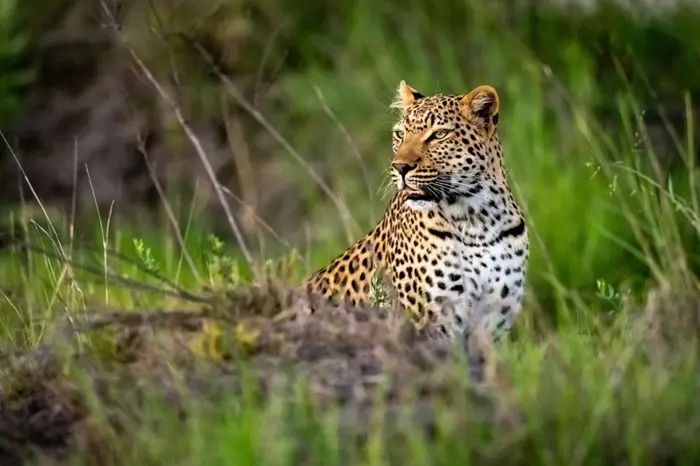 Ngorongoro Crater 5