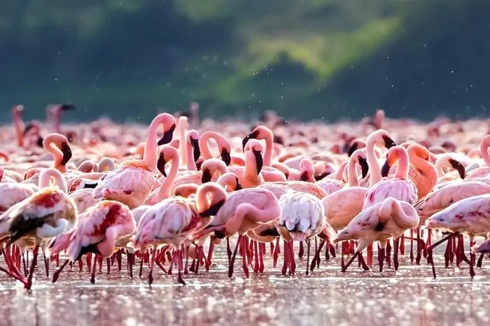 Ngorongoro Crater Safari