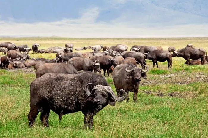 Ngorongoro Wild Camp Safari