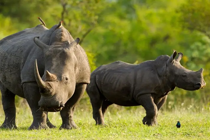 Rhino Ngorongoro Crater Safari