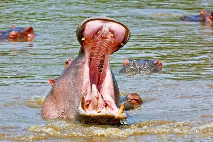 Selous Game Reserve Safari