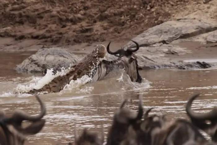 Serengeti Migration Safari