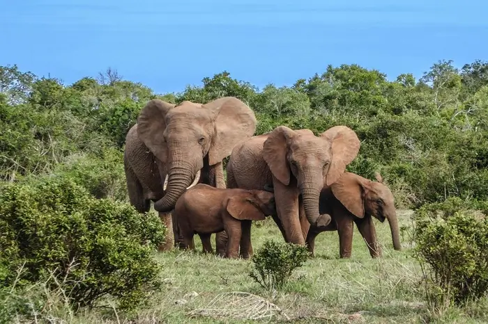Tarangire National Park 3